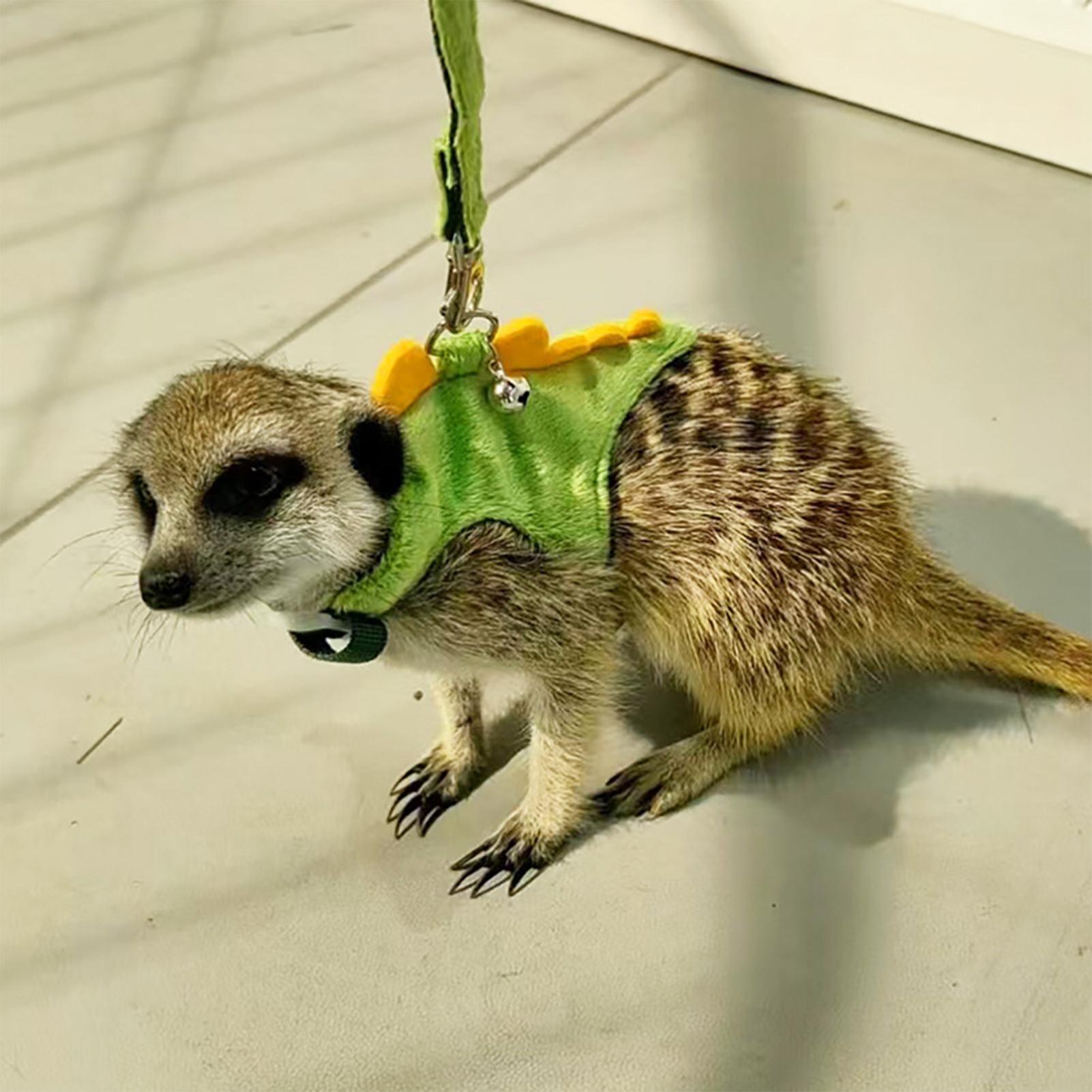 Adjustable Small Pets Harness  - Outdoor Adventure Walks 리뷰 및 가격